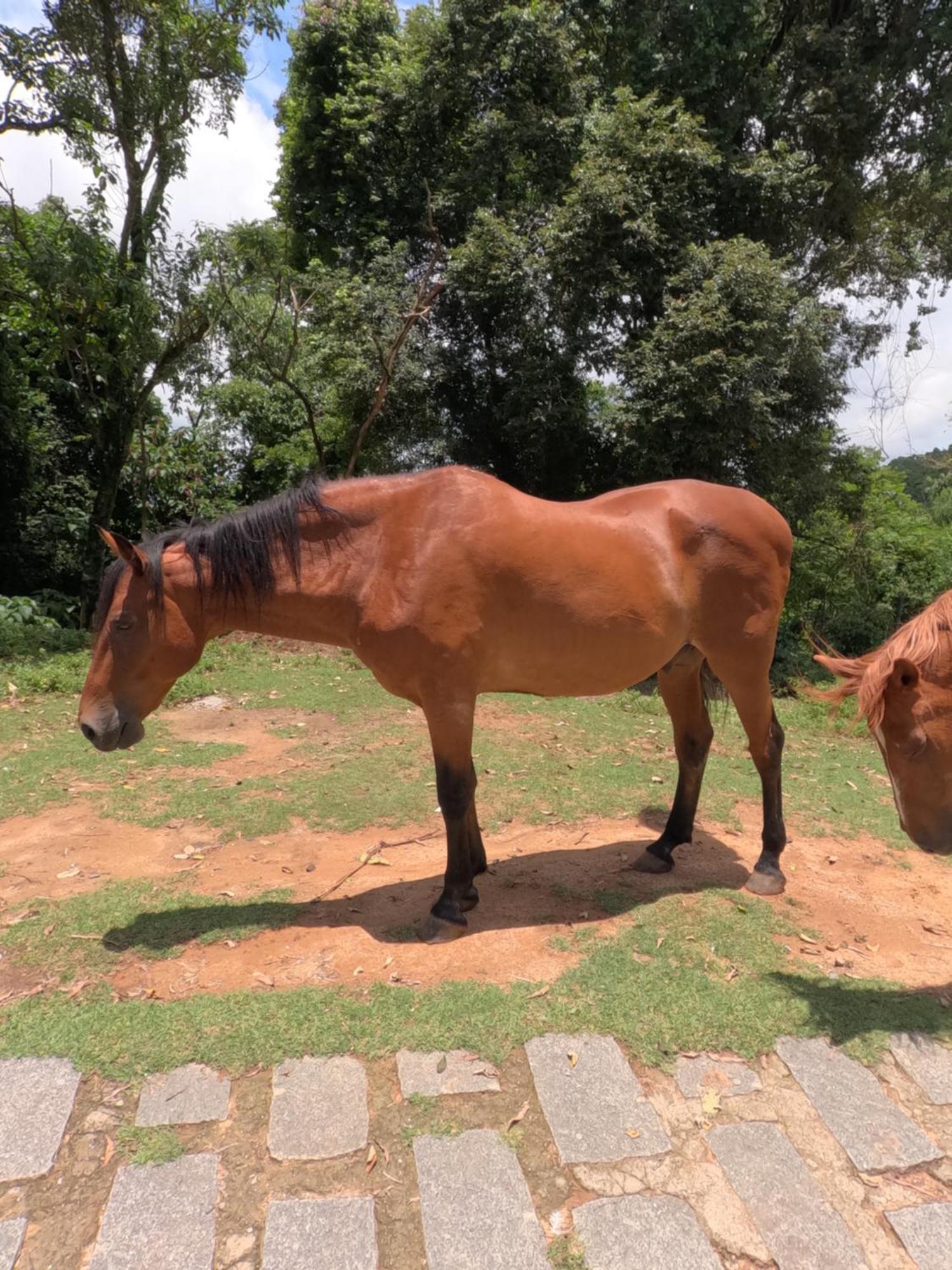 Aldeia Parque Pousada Rural São Roque Extérieur photo